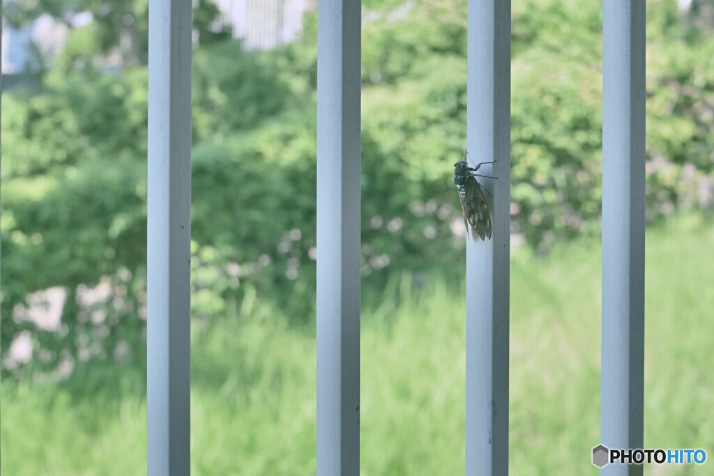 訪問者