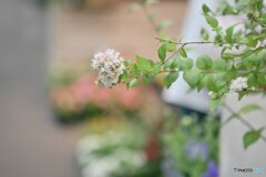 花屋の店先