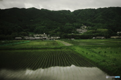 早苗田