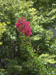 炎天下の華