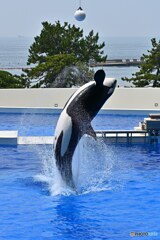 スプラッシュ