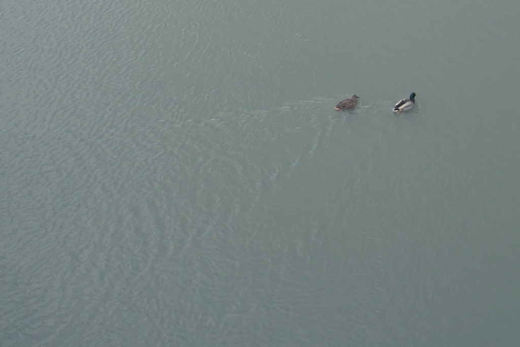 つかず、はなれず