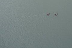 つかず、はなれず