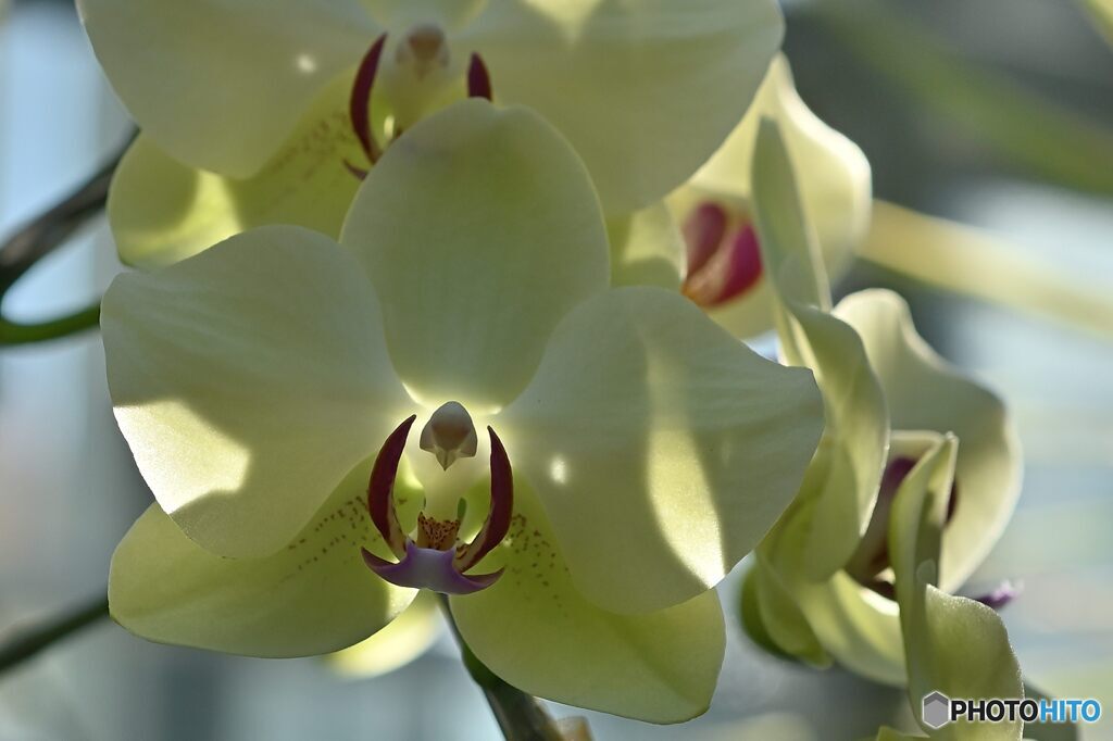 お面をかぶった妖精