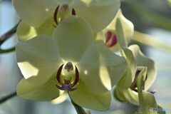 お面をかぶった妖精