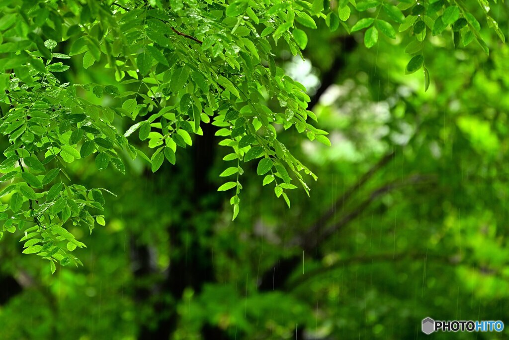 翠 雨 ⅱ