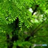 翠 雨 ⅱ