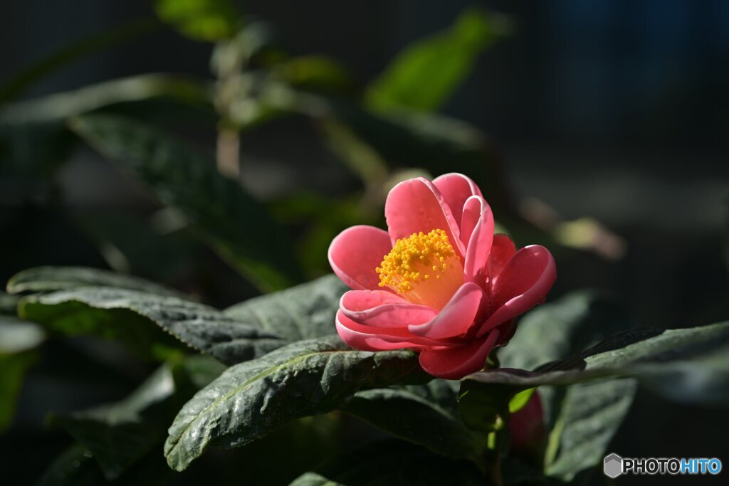 陽だまりの息吹