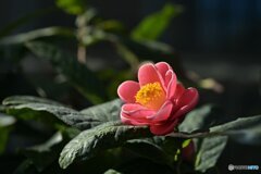 陽だまりの息吹