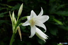 一番花