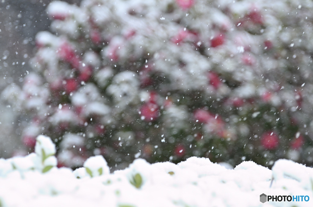 早春の不意打ち