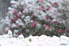 早春の不意打ち