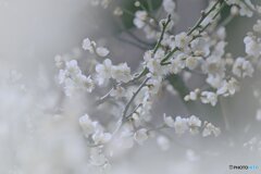 たゆたう、光のゆらぎ