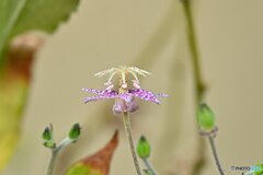 一輪のファンタジー