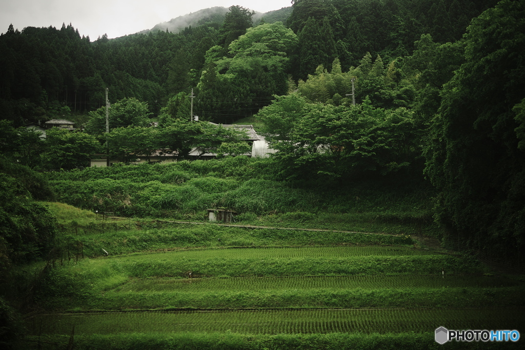 棚 田