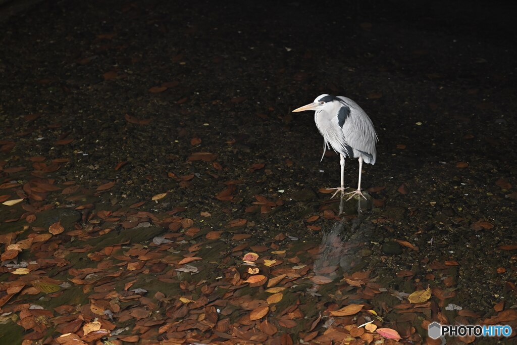 きっと誰かを待っている