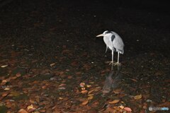 きっと誰かを待っている