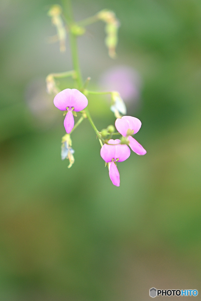 ひっつき虫の花