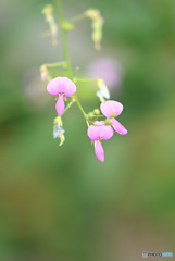 ひっつき虫の花