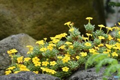 岩肌の黄色いクッション