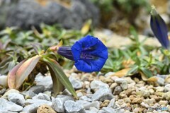 雪解けのアルペンブルー