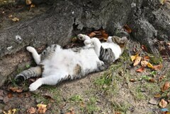 思わず二度見のヘソ天ポーズ