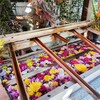 秋の花の花手水