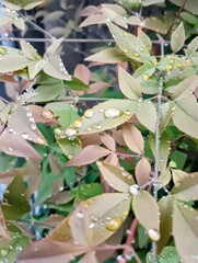 雨だれに濡れる葉