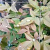 雨だれに濡れる葉
