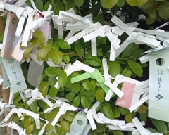東京大神宮の、おみくじを結ぶ所②