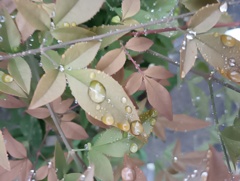 雨だれに濡れる葉③