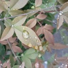 雨だれに濡れる葉③