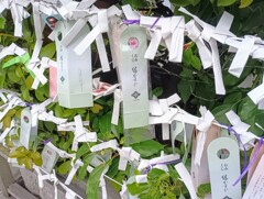東京大神宮のおみくじを結ぶ所