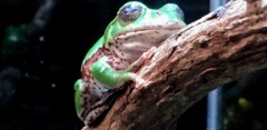 休息をするカエル