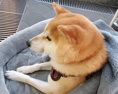 柴犬