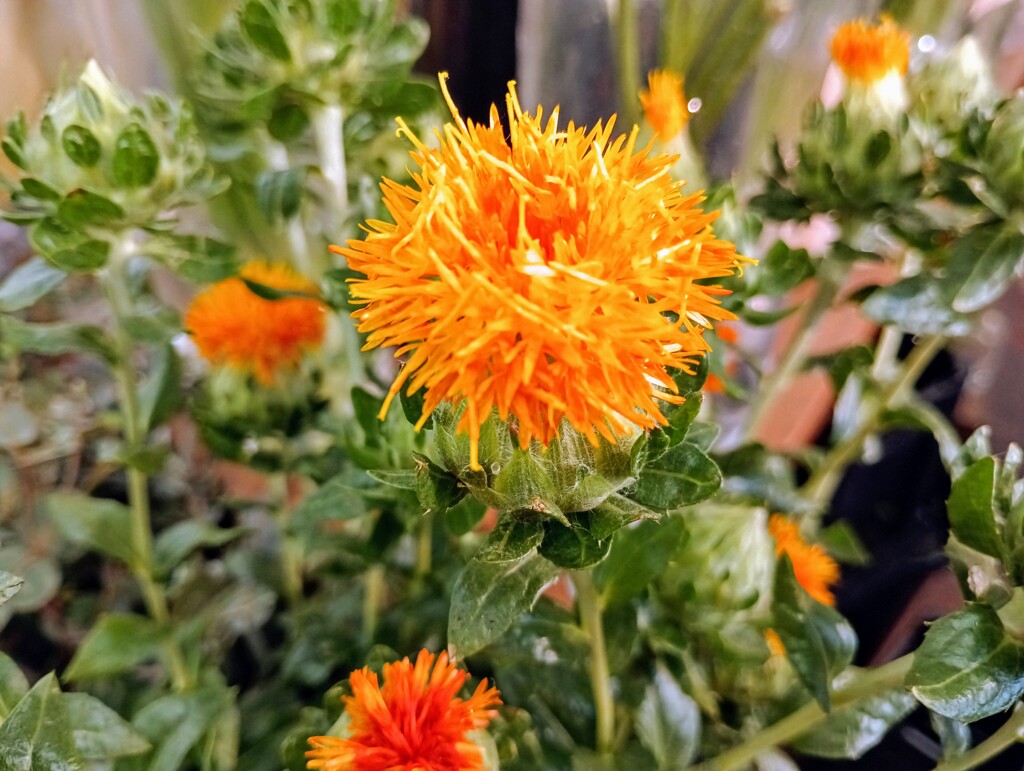 紅花