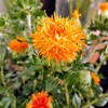 紅花