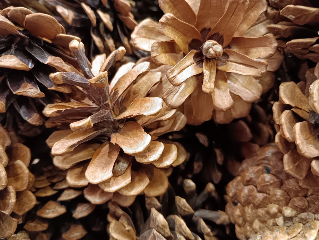 松ぼっくりの接写