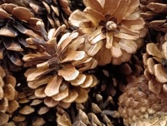 松ぼっくりの接写