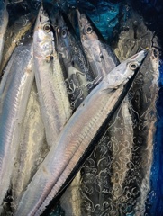 秋刀魚