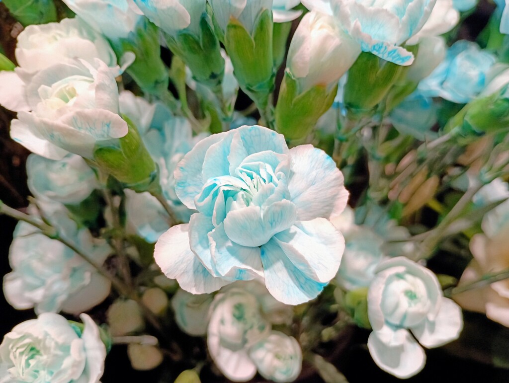 染色したカーネーション