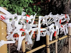 花園神社のおみくじを結ぶ所
