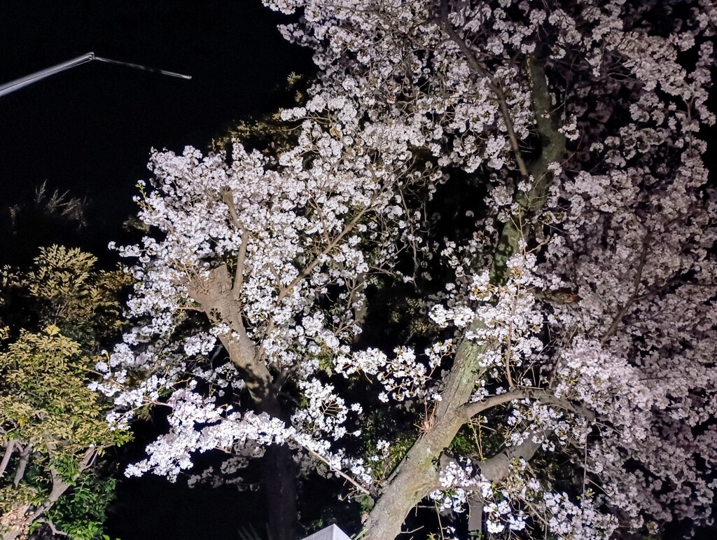 街灯に照らされた夜桜