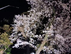 街灯に照らされた夜桜