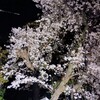 街灯に照らされた夜桜