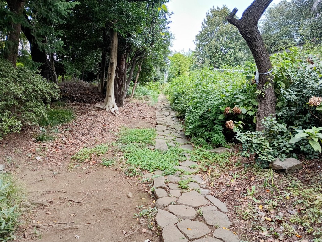 緑の中に続く道