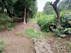 緑の中に続く道