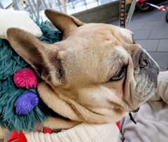 フレンチブルドッグ