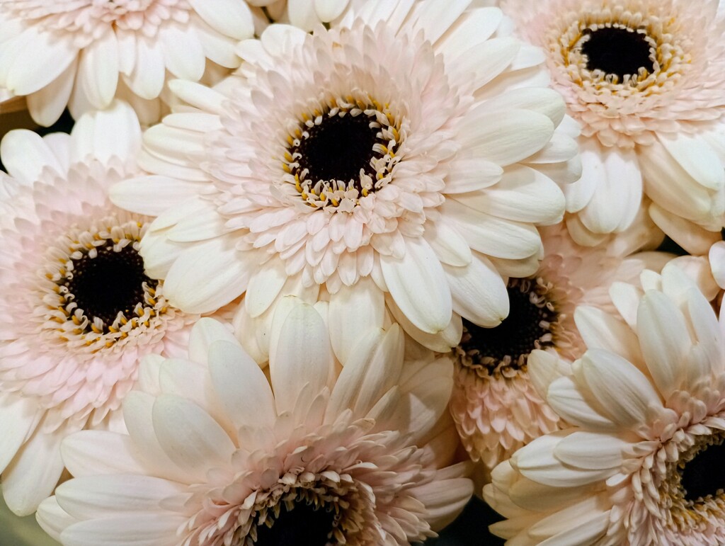 ガーベラの接写