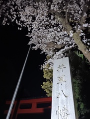 井草八幡宮の夜桜